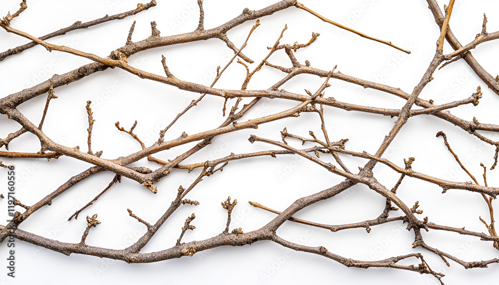 Many dry tree twigs on white background