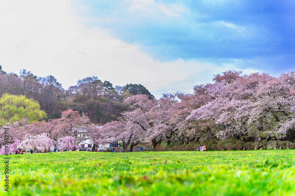 Sakura tunnel and walkway with japanese cherry blossom blooming in Shiroyama Park, Iwate, Japan