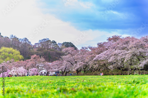 Obraz na płótnie Sakura tunnel and walkway with japanese cherry blossom blooming in Shiroyama Park, Iwate, Japan w salonie
