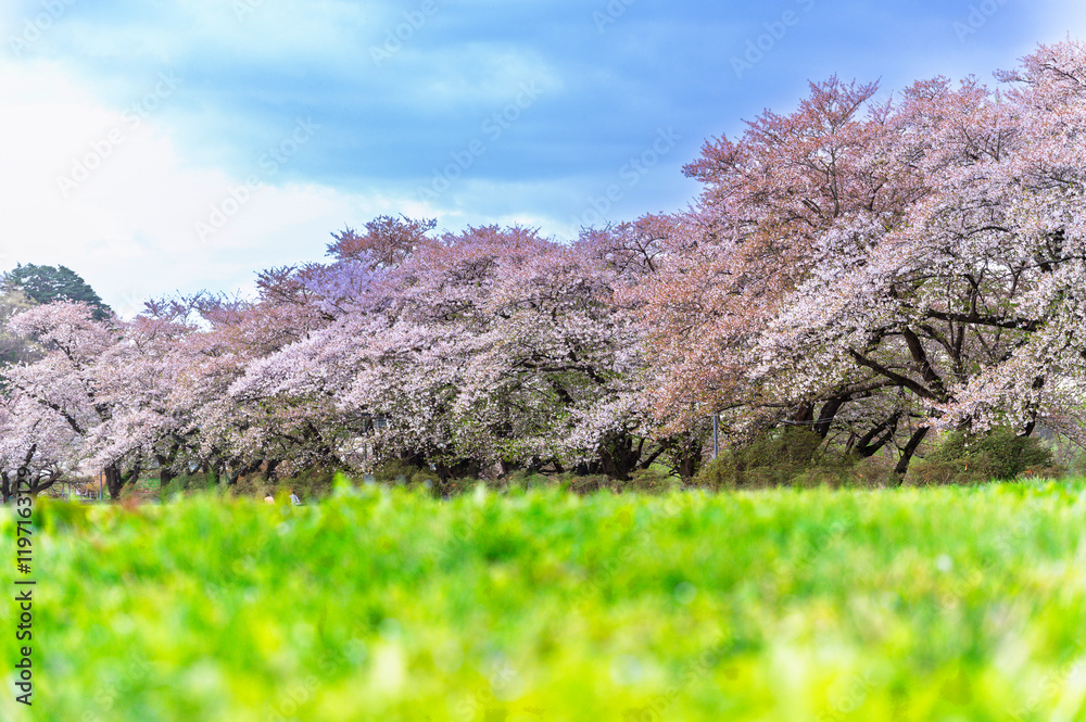 Sakura tunnel and walkway with japanese cherry blossom blooming in Shiroyama Park, Iwate, Japan