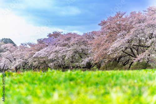 Obraz na płótnie Sakura tunnel and walkway with japanese cherry blossom blooming in Shiroyama Park, Iwate, Japan w salonie