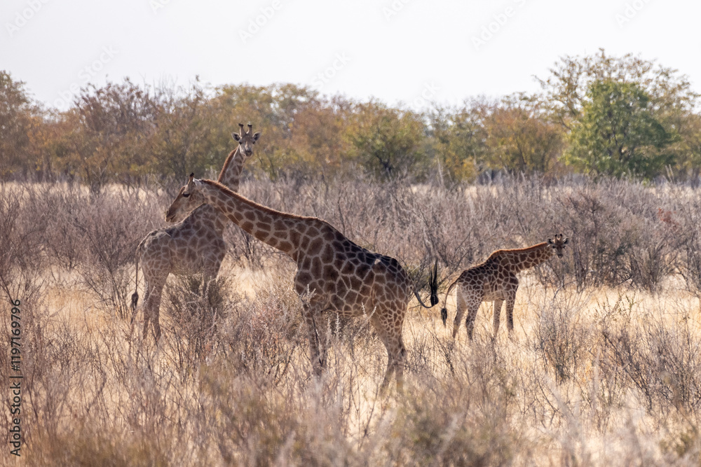 Φωτογραφία A group of Angolan Giraffes -Giraffa giraffa angolensis- standing on the plains of Etosha national park, Namibia