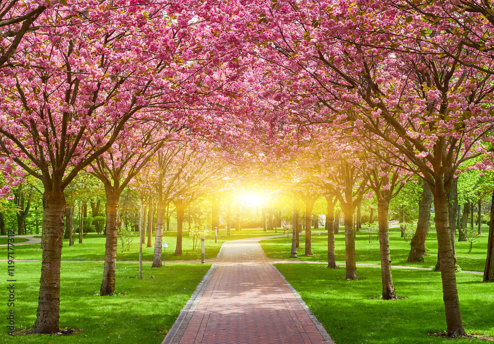 Naklejka premium Park with alley of blossoming red apple trees.