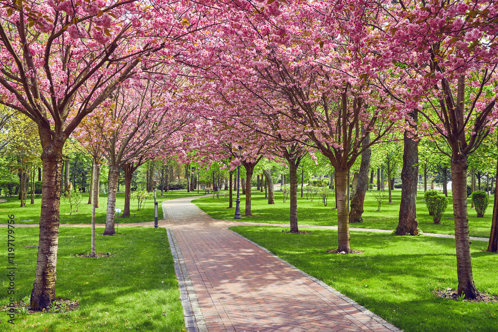 Spring Blossom Tunnel in the Park Spring Blossom Tunnel in the Park