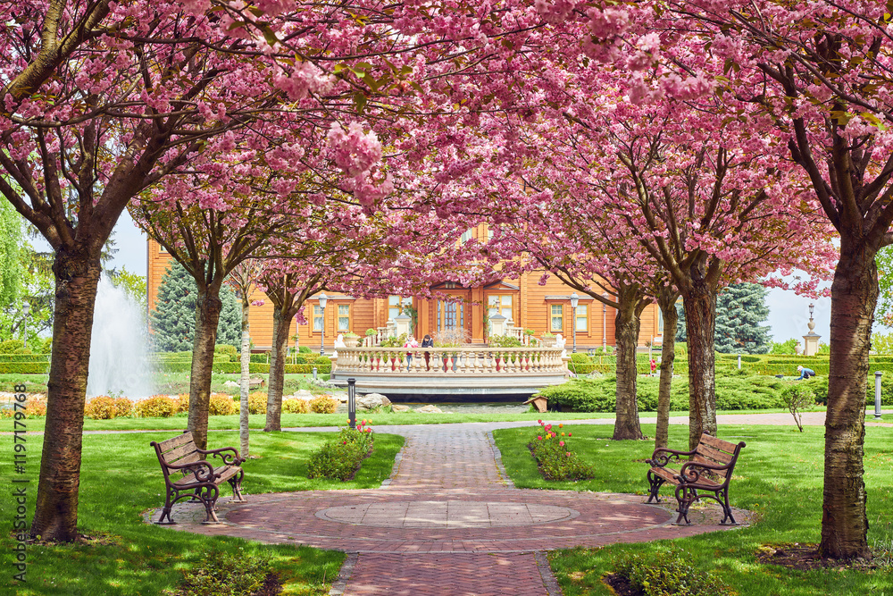 spring landscape with blooming sakura trees in the park spring landscape with blooming sakura trees in the park