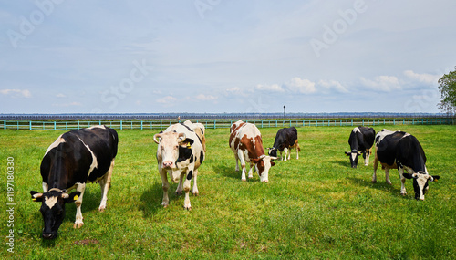 A large group of cows peacefully grazing in a verdant grassy meadow photo