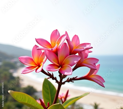 Plumeria Blossoms Galilee Sea Israel -  Stunning Floral Landscape