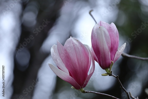 しっとりと美しい花姿