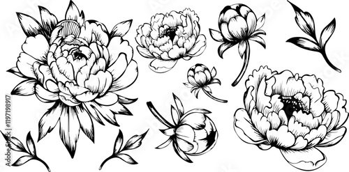 Botanical hand draw set of peony flower elements . Collection of outline silhouettes buds and leaves. Vector illustration.