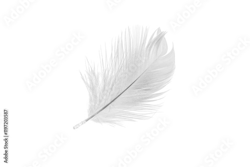 white duck feathers isolated  background photo