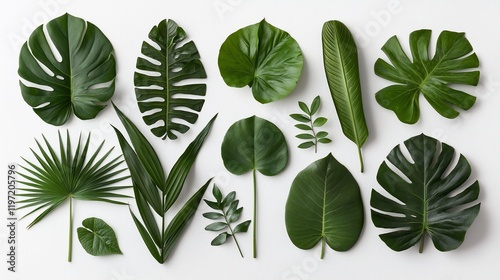 Flat lay of various tropical green leaves on white background. photo