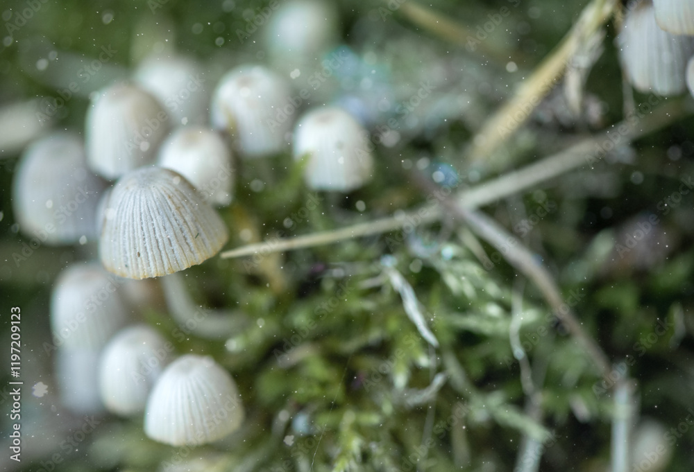 The forest green soft litter, covered with many interesting mushrooms, creates a magical and mysterious picture in the forest. The forest green soft litter, covered with many interesting mushrooms, creates a magical and mysterious picture in the forest.