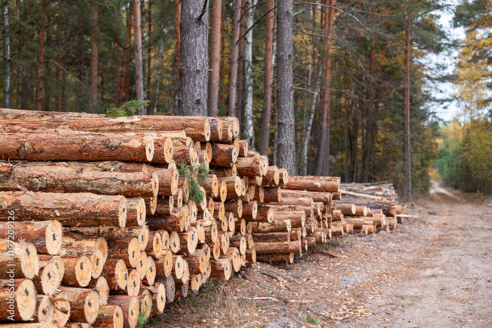 Pile of cut pine trees. Logging in spruce forest, tree trunks piled in forest, cutting forest for material Pile of cut pine trees. Logging in spruce forest, tree trunks piled in forest, cutting forest for material