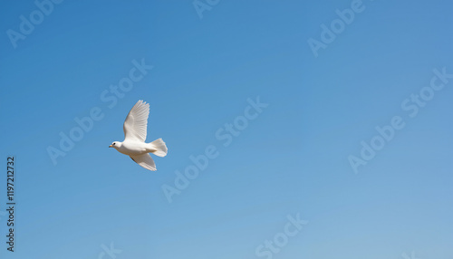 White dove flying freely in clear blue sky, symbol of peace