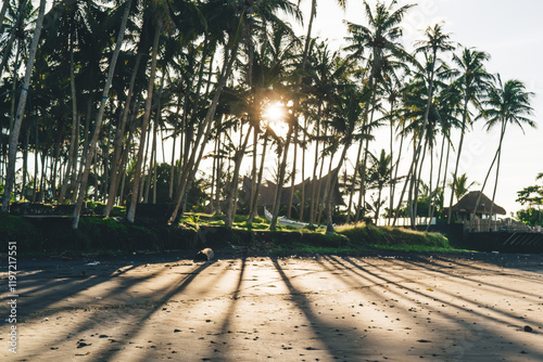 Palms on empty seashore on sunny day