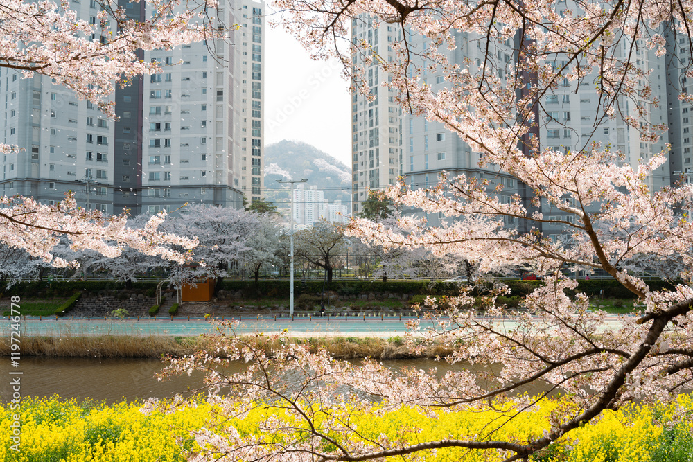 Oncheoncheon Stream and apartment buildings with cherry blossom in Busan, Korea