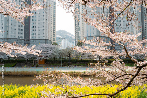 Obraz na płótnie Oncheoncheon Stream and apartment buildings with cherry blossom in Busan, Korea w salonie