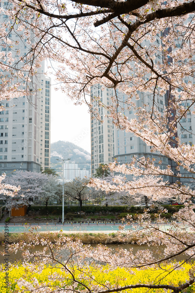 Oncheoncheon Stream and apartment buildings with cherry blossom in Busan, Korea