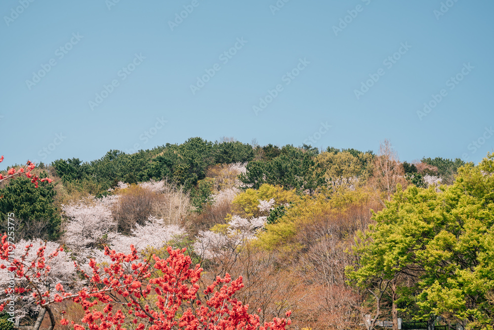 Spring of Dongnae Eupseong hill in Busan, Korea