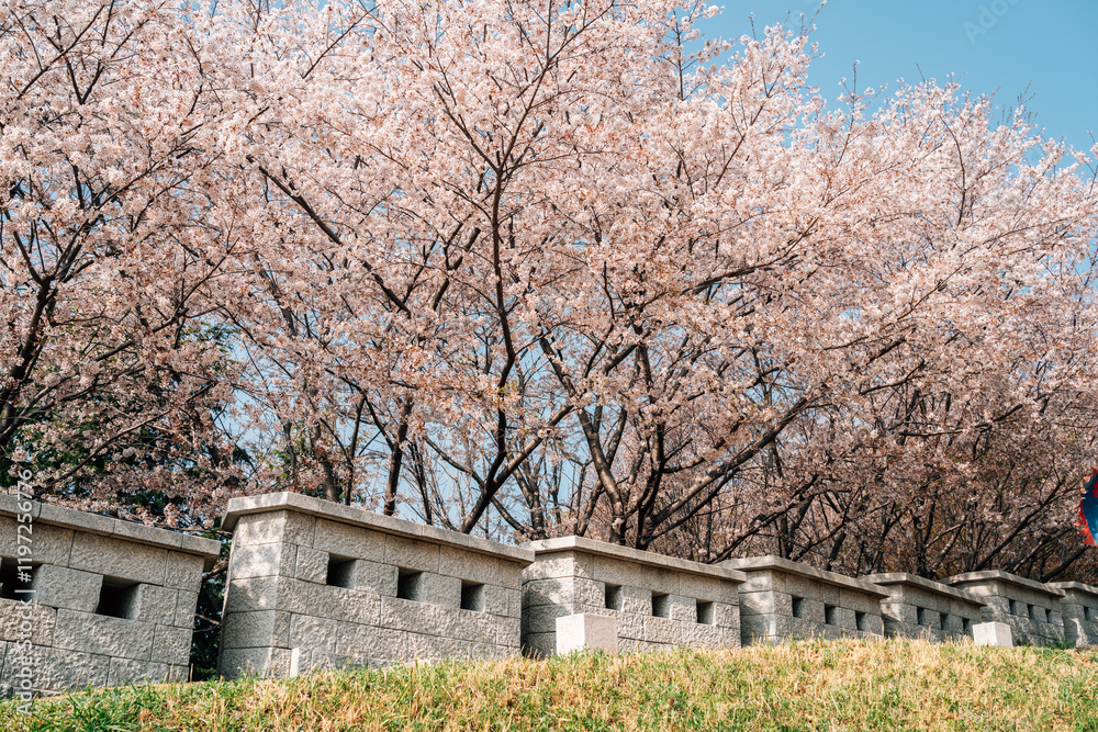 Dongnae Eupseong fortress and cherry blossom in Busan, Korea