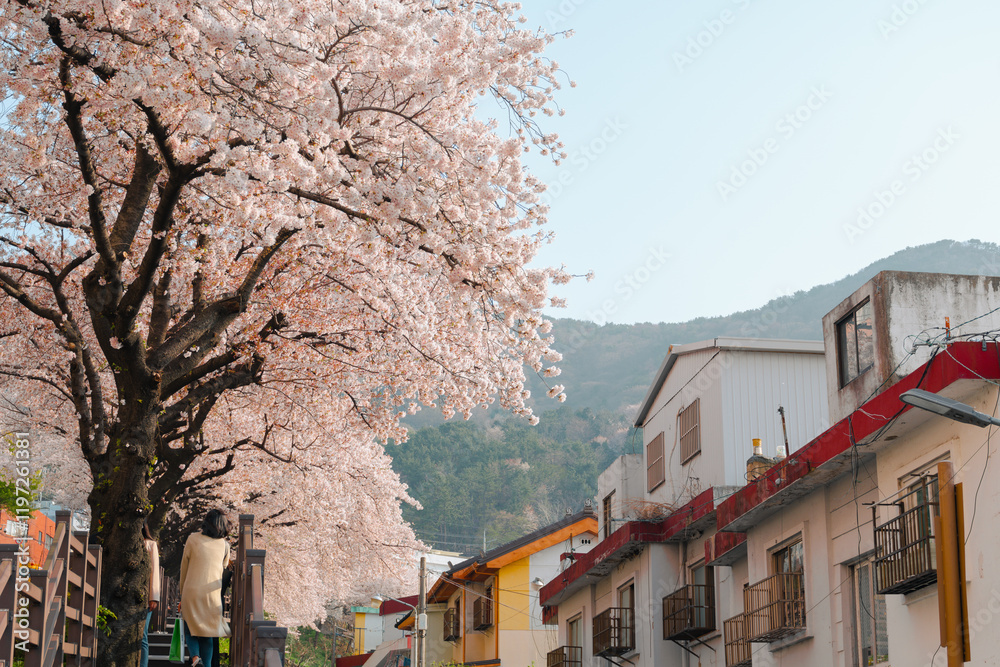 Gaegeum-dong Village cherry blossom road in Busan, Korea