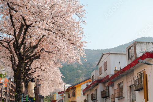Obraz na płótnie Gaegeum-dong Village cherry blossom road in Busan, Korea w salonie