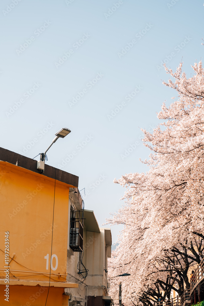 Gaegeum-dong Village cherry blossom road in Busan, Korea
