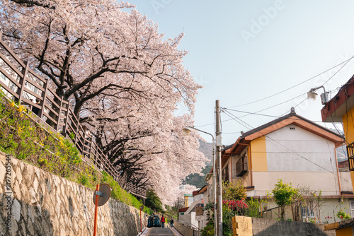 Gaegeum-dong Village cherry blossom road in Busan, Korea