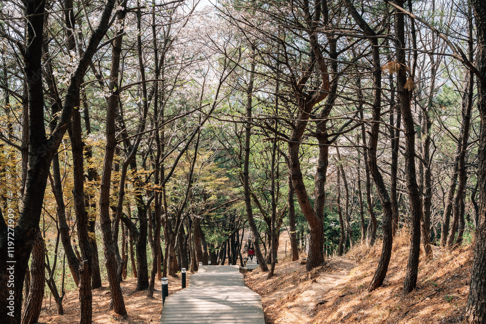 Dongnae Eupseong mountain forest trail in Busan, Korea