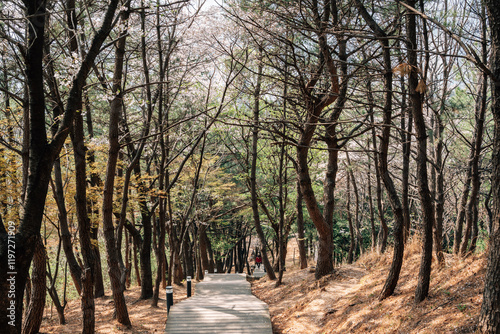 Dongnae Eupseong mountain forest trail in Busan, Korea photo