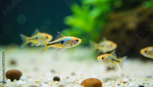 Neon tetra fish gracefully swimming in clear aquarium, serene ambiance