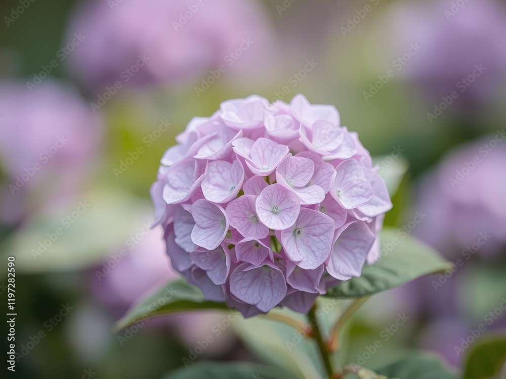 A hydrangea bloom in soft focus with a blurred background, showcasing the flower's delicate petals and vibrant color, plant, shallow depth of field, macro photography A hydrangea bloom in soft focus with a blurred background, showcasing the flower's delicate petals and vibrant color, plant, shallow depth of field, macro photography