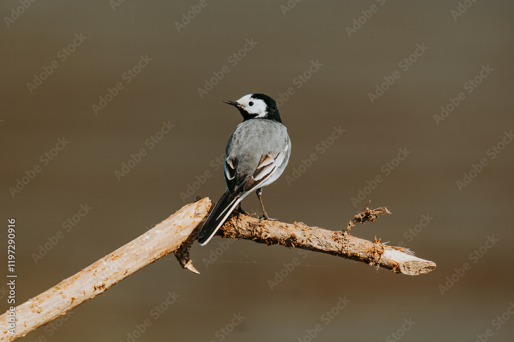 Obraz premium Bergeronnette grise