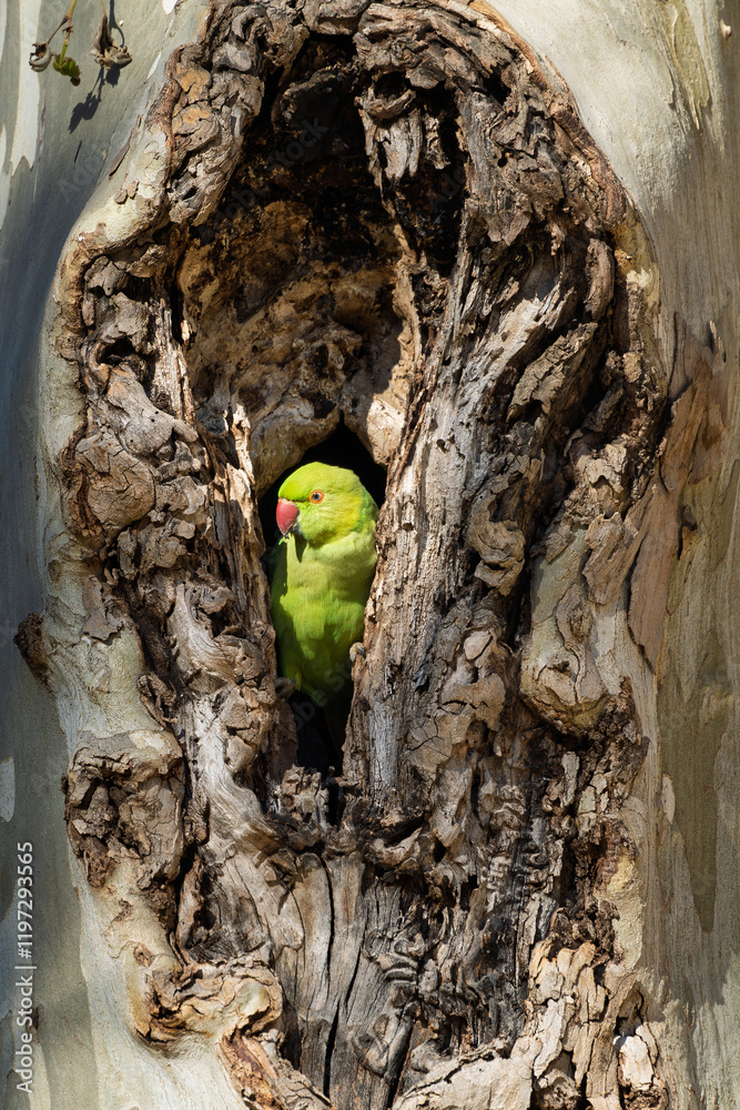 Halsbandsittich (Psittacula krameri) sitzt in einem Baum / Vogel / Bird