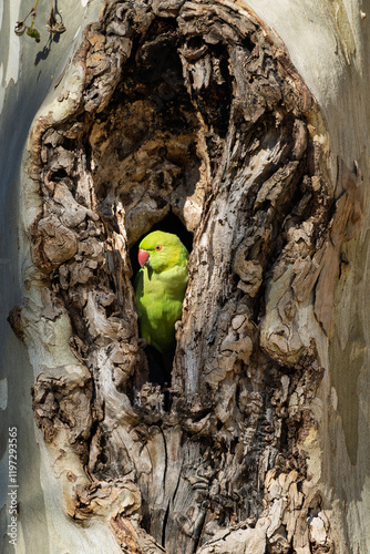 Obraz na płótnie Halsbandsittich (Psittacula krameri) sitzt in einem Baum / Vogel / Bird w salonie