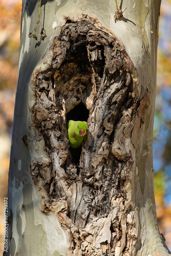 Obraz na płótnie Halsbandsittich (Psittacula krameri) sitzt in einem Baum / Vogel / Bird w salonie