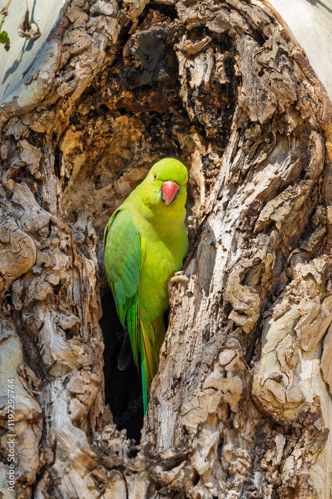 Halsbandsittich (Psittacula krameri) sitzt in einem Baum / Vogel / Bird