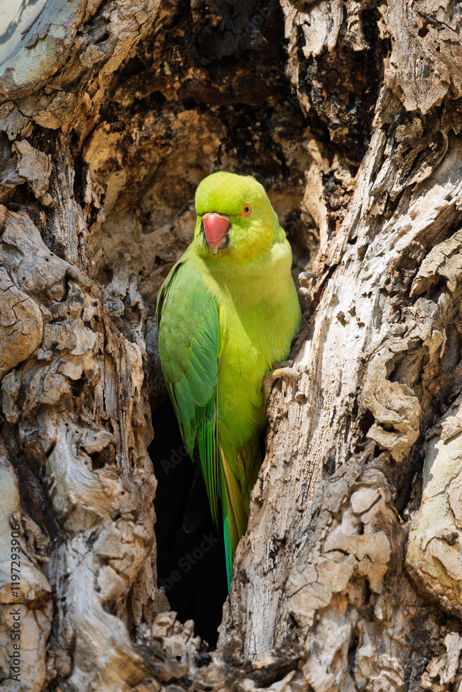 Halsbandsittich (Psittacula krameri) sitzt in einem Baum / Vogel / Bird