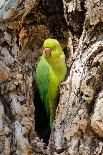 Obraz na płótnie Halsbandsittich (Psittacula krameri) sitzt in einem Baum / Vogel / Bird w salonie