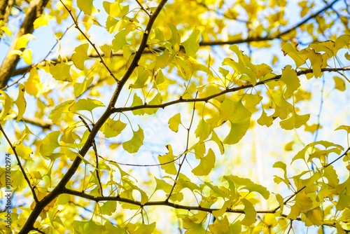 Ginkgo biloba leaves turning bright yellow in the fall against a clear blue sky