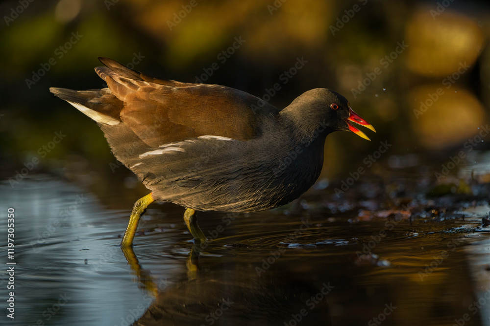 Poule d'eau marchant dans l'eau Poule d'eau marchant dans l'eau