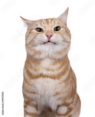 Canvas Print Funny head shot from handsome European Shorthair cat, sitting up facing front