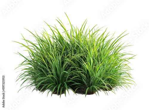 Lush green grass bush cutout on for design and high fidelity nature element isolated on transparent background png