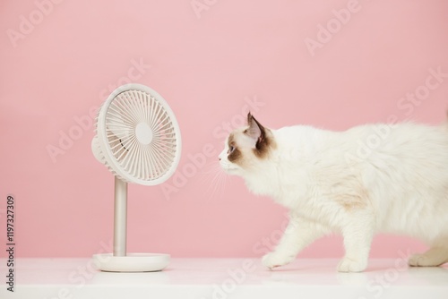 Ragdoll cat enjoys the cool breeze from a small fan on a pastel pink background