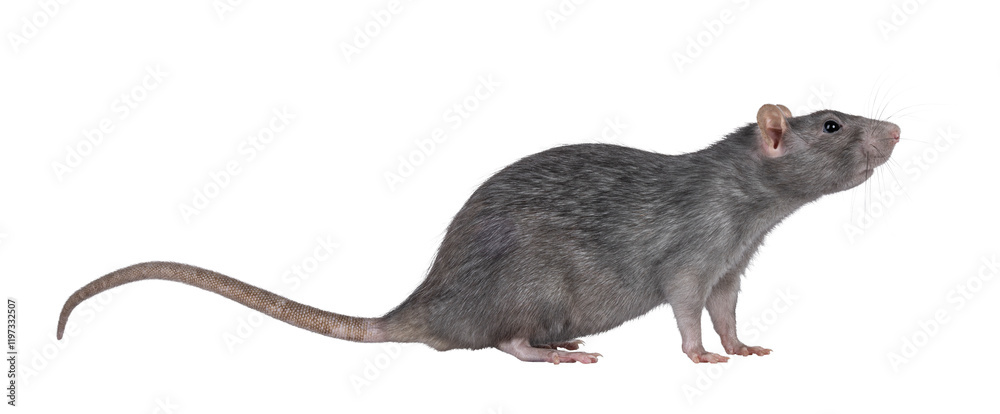 Beautiful adult rat, standing side ways. Head up looking side ways. Isolated cutout on a transparent background. Beautiful adult rat, standing side ways. Head up looking side ways. Isolated cutout on a transparent background.