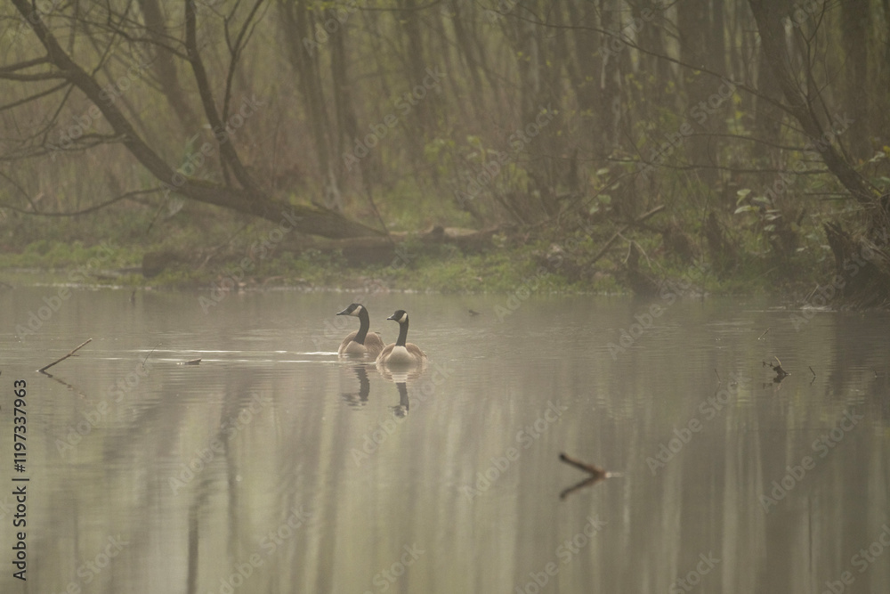 a serene scene of two geese swimming on a calm body of water in a forested area. The water reflects the surrounding trees, which are bare and slightly shrouded in mist a serene scene of two geese swimming on a calm body of water in a forested area. The water reflects the surrounding trees, which are bare and slightly shrouded in mist
