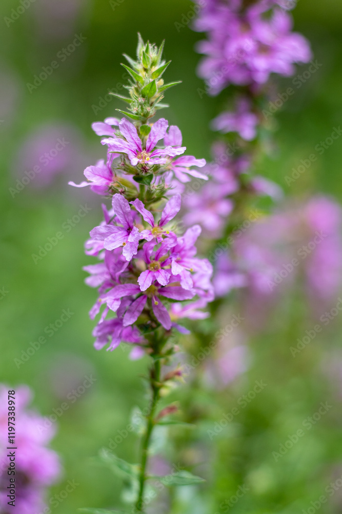 Flower purple Bud Lythrum salicaria plant green leaves Flower purple Bud Lythrum salicaria plant green leaves