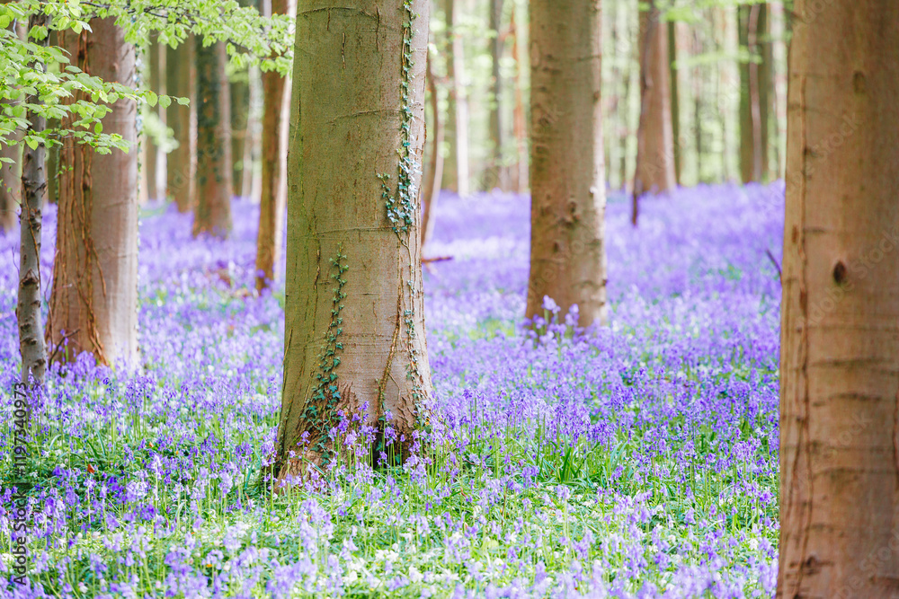 Nature's vibrant purple carpet forest, Hallerbos, Belgium