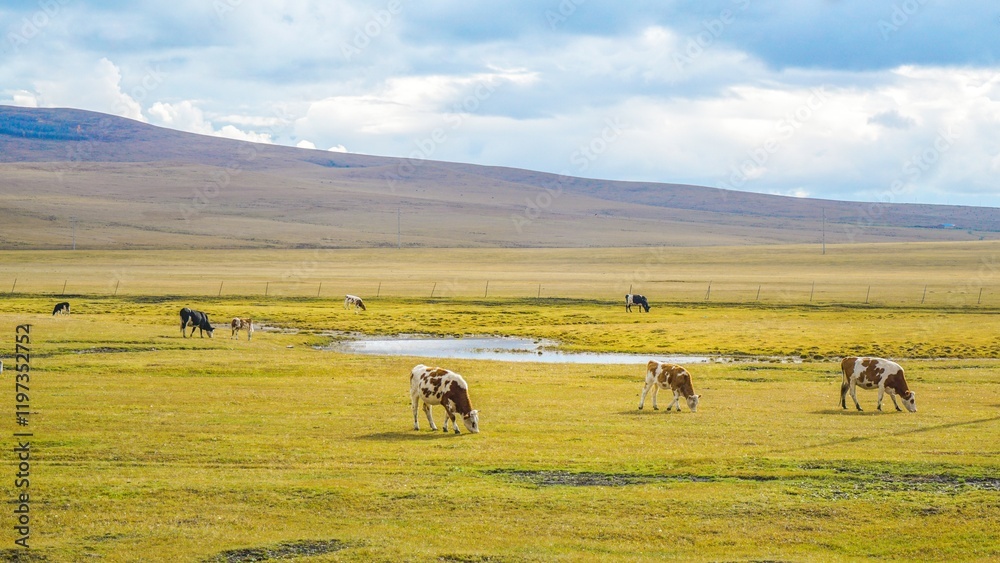 Obraz premium Cows grazing peacefully in the golden autumn grasslands of Hulunbeier