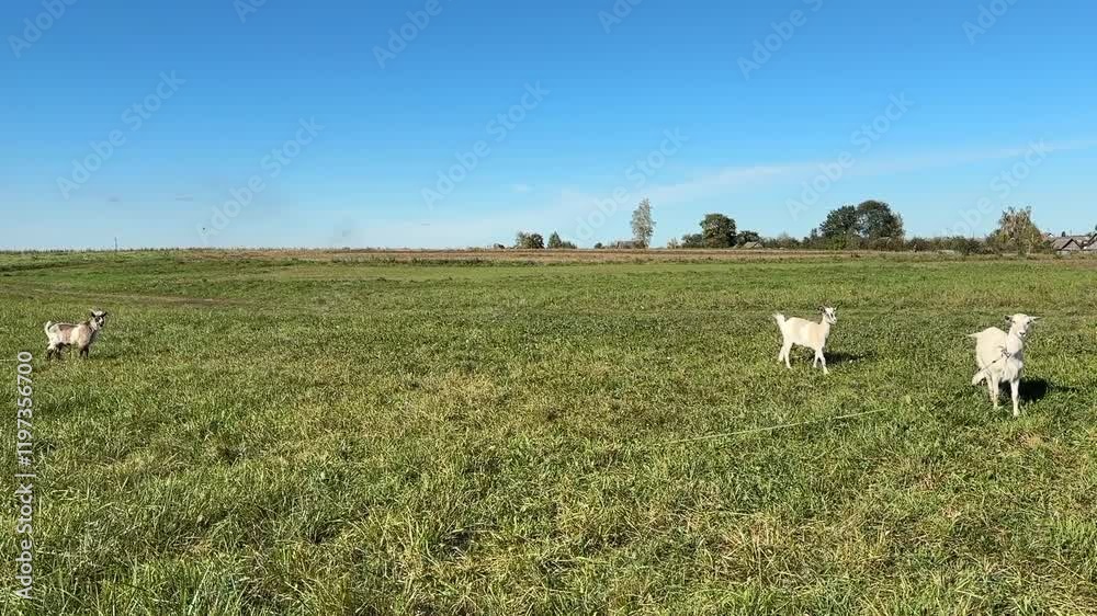 goats graze on a farm and eat grass goats graze on a farm and eat grass